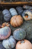 Composition of pumpkins with hay at paving background royalty free stock photography Composition of pumpkins with hay at paving background royalty free stock photography