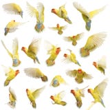 Composition of Rosy-faced Lovebird flying