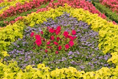 Composition of various flowers in the city park. stock image Composition of various flowers in the city park. stock image