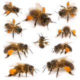 Composition of Western honey bees