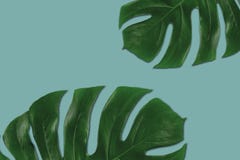 Composizione grafica delle foglie verdi tropicali Immagini Stock Libere da Diritti Composizione grafica delle foglie verdi tropicali Immagini Stock Libere da Diritti