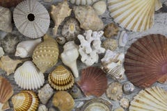 Composizione nella conchiglia Fotografia Stock Composizione nella conchiglia Fotografia Stock