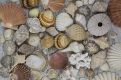 Composizione nella conchiglia Fotografia Stock Libera da Diritti Composizione nella conchiglia Fotografia Stock Libera da Diritti