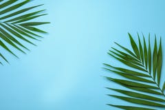 Composição colocada lisa com folhas de palmeira tropicais da areca e espaço para o texto fotografia de stock royalty free Composição colocada lisa com folhas de palmeira tropicais da areca e espaço para o texto fotografia de stock royalty free