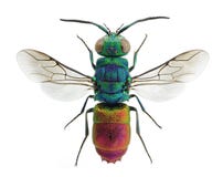 Comta vivo de Chrysis da vespa do cuco da joia imagem de stock royalty free Comta vivo de Chrysis da vespa do cuco da joia imagem de stock royalty free