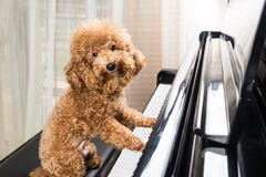 Conceito do cão de caniche bonito que prepara-se para jogar o piano de cauda imagem de stock Conceito do cão de caniche bonito que prepara-se para jogar o piano de cauda imagem de stock