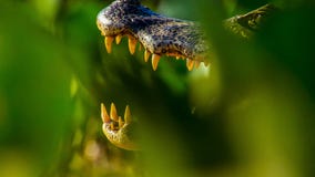 Conceito do jacaré ou do crocodilo Olho do jacaré e dos dentes na cabeça O olho é cor bonita dourada brilhante O crocodilo é peri imagem de stock Conceito do jacaré ou do crocodilo Olho do jacaré e dos dentes na cabeça O olho é cor bonita dourada brilhante O crocodilo é peri imagem de stock