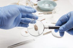 Conceito do laboratório de pesquisa Sementes de teste e cheking usando a lupa foto de stock Conceito do laboratório de pesquisa Sementes de teste e cheking usando a lupa foto de stock