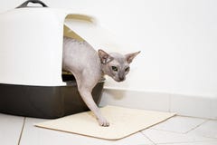Concept of cat in the toilet
