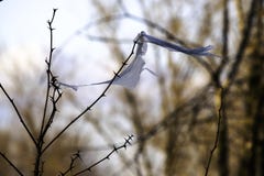 Concept - conservation de la nature et rejet en plastique, problèmes écologiques un morceau de sachet en plastique propagé une br photo stock Concept - conservation de la nature et rejet en plastique, problèmes écologiques un morceau de sachet en plastique propagé une br photo stock