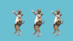 Concept Cool and Fun Pet Kitty Dancing Hip Hop Style Move to the Beat Animated