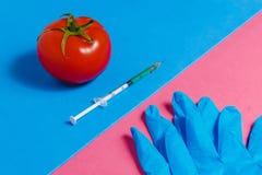 Concept of Non-natural Products, Gmo. Syringe, Blue Gloves and Red Tomato on Pink and Blue Background, Royalty Free Stock Photo Concept of Non-natural Products, Gmo. Syringe, Blue Gloves and Red Tomato on Pink and Blue Background, Royalty Free Stock Photo