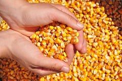 Concepto de la cosecha de maíz de la agricultura imágenes de archivo libres de regalías Concepto de la cosecha de maíz de la agricultura imágenes de archivo libres de regalías
