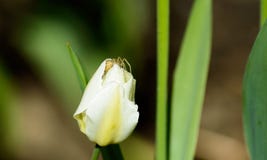 Closeup of white tulip in spring with spider Stock Images Closeup of white tulip in spring with spider Stock Images