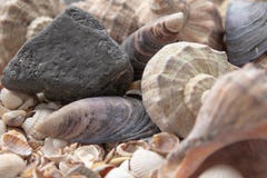 Conchas do mar, escudos do mar - texturas ou fundos - vários seixos, pedras e senões fotografia de stock Conchas do mar, escudos do mar - texturas ou fundos - vários seixos, pedras e senões fotografia de stock