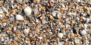 Conchiglie sulla spiaggia un giorno soleggiato Fondo immagine stock libera da diritti Conchiglie sulla spiaggia un giorno soleggiato Fondo immagine stock libera da diritti
