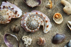 Conchiglie variopinte sulla spiaggia di sabbia Fotografia Stock Libera da Diritti Conchiglie variopinte sulla spiaggia di sabbia Fotografia Stock Libera da Diritti