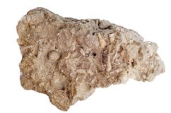 Concrétion avec la famille fossilisée de Turritellidae de coquilles de mer photo stock Concrétion avec la famille fossilisée de Turritellidae de coquilles de mer photo stock