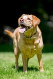 Condizione di Labrador sull'erba che cerca un giorno soleggiato fotografie stock libere da diritti Condizione di Labrador sull'erba che cerca un giorno soleggiato fotografie stock libere da diritti