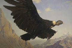 Condor Condor