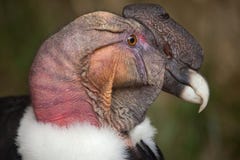 Condor andin et x28 ; Gryphus& x29 de Vultur ; Photos stock Condor andin et x28 ; Gryphus& x29 de Vultur ; Photos stock