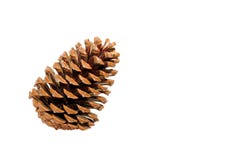 Cone Stock Photography