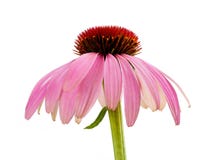 coneflower foto de archivo coneflower foto de archivo