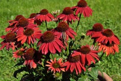 Coneflower rojo en fondo verde Fotos de archivo Coneflower rojo en fondo verde Fotos de archivo