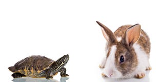 Conejito y tortuga Conejito y tortuga