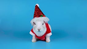 Conejo blanco divertido en el traje de Papá Noel que canta una canción de la Navidad metrajes Conejo blanco divertido en el traje de Papá Noel que canta una canción de la Navidad metrajes