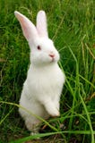 Conejo blanco lindo que se coloca en las piernas traseras Conejo blanco lindo que se coloca en las piernas traseras
