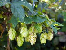Cones mature hop on branch stock photos Cones mature hop on branch stock photos