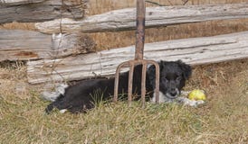 Confine Collie Puppy Lying Behind una forca fotografie stock Confine Collie Puppy Lying Behind una forca fotografie stock