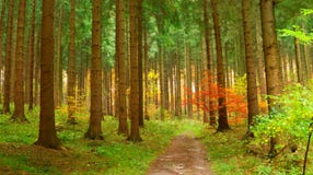 Coniferous Forest In Autumn Royalty Free Stock Photography Coniferous Forest In Autumn Royalty Free Stock Photography