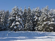 Coniferous Forest Under Snow Royalty Free Stock Photo