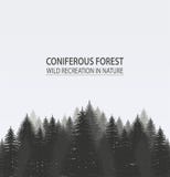 Coniferous Pine Forest. Stock Photo Coniferous Pine Forest. Stock Photo