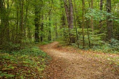 coniferous древесина Украины путя пущи восточной европы coniferous древесина Украины путя пущи восточной европы