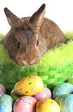 Coniglietto di pasqua