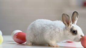 Coniglio lanuginoso che va in giro tavola che gioca con le uova, simbolo di Pasqua, tradizioni stock footage Coniglio lanuginoso che va in giro tavola che gioca con le uova, simbolo di Pasqua, tradizioni stock footage