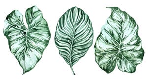 Conjunto de hojas tropicales Selva, ejemplos bot?nicos de la acuarela, elementos florales, hojas de palma, helecho y otros Mano d stock de ilustración Conjunto de hojas tropicales Selva, ejemplos bot?nicos de la acuarela, elementos florales, hojas de palma, helecho y otros Mano d stock de ilustración