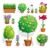 Conjunto de plantas de tiesto