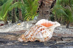 Conque polynésienne Shell Horn dans des îles Cook de Rarotonga photo stock Conque polynésienne Shell Horn dans des îles Cook de Rarotonga photo stock