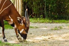 Consommation de l'antilope de bongo photos libres de droits Consommation de l'antilope de bongo photos libres de droits