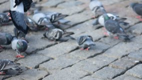 Consumición de palomas en la calle Consumición de palomas en la calle