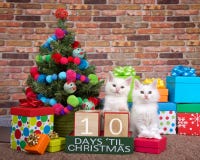 Contagem regressiva do gatinho ao Natal 10 dias fotografia de stock Contagem regressiva do gatinho ao Natal 10 dias fotografia de stock