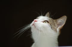 Contemplative Cat Royalty Free Stock Photography