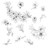 Contorno del vector de flores y de ramas de la almendra Dibujo de esquema stock de ilustración Contorno del vector de flores y de ramas de la almendra Dibujo de esquema stock de ilustración