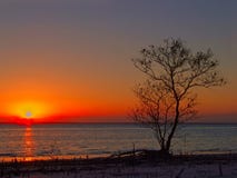 contre l'arbre de coucher du soleil image stock contre l'arbre de coucher du soleil image stock