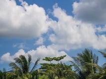 Contre le ciel bleu et les nuages multicolores, couronnes des arbres tropicaux photographie stock libre de droits Contre le ciel bleu et les nuages multicolores, couronnes des arbres tropicaux photographie stock libre de droits