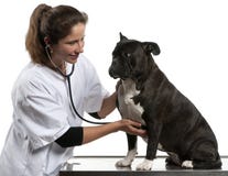 Controlli l'esame del cane dell'incrocio immagine stock Controlli l'esame del cane dell'incrocio immagine stock
